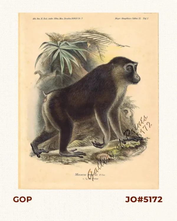 Macacus maurus F. Cuv. [Moor-Monkey]
