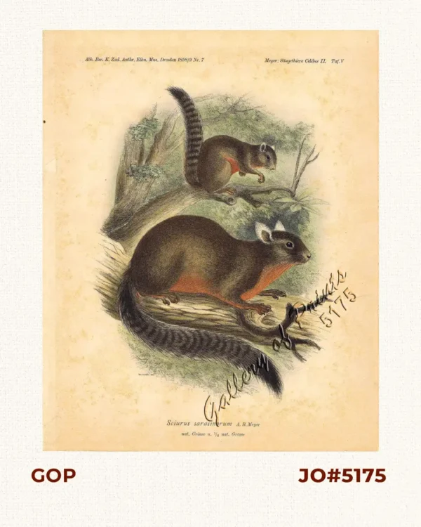 Sciurus sarasinorum.