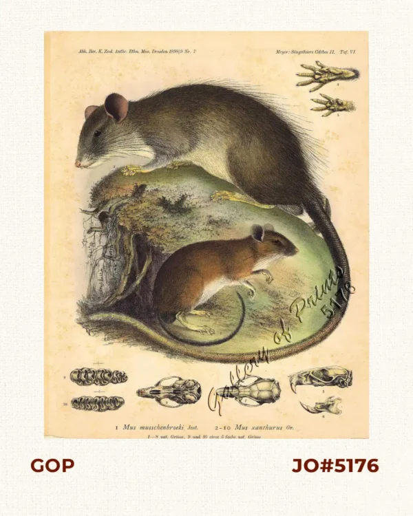 1) Mus musschenbroeki. [Musschenbroek's Spiny Rat] 2-10) Mus xanthurus. [Yellow-tailed Rat, Northeastern Xanthurus Rat]