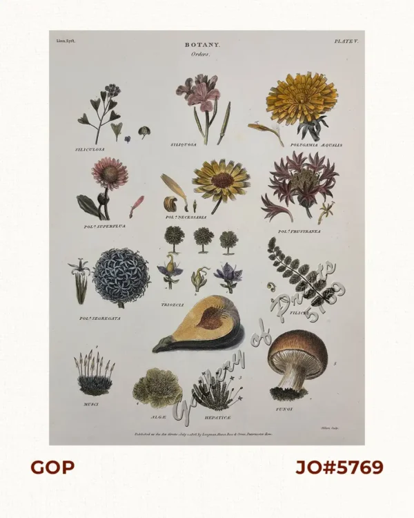 Orders: 1. Siliculosa; 2. Siliquosa; 3. Polygamia Æqualis; 4. Polª Superflua; 5. Polª Necessaria; 6. Polª Frustranea; 7. Polª Segregata; 8. Trioecia; 9. Filices; 10. Musci; 11. Algæ; 12. Hepaticæ; 13. Fungi