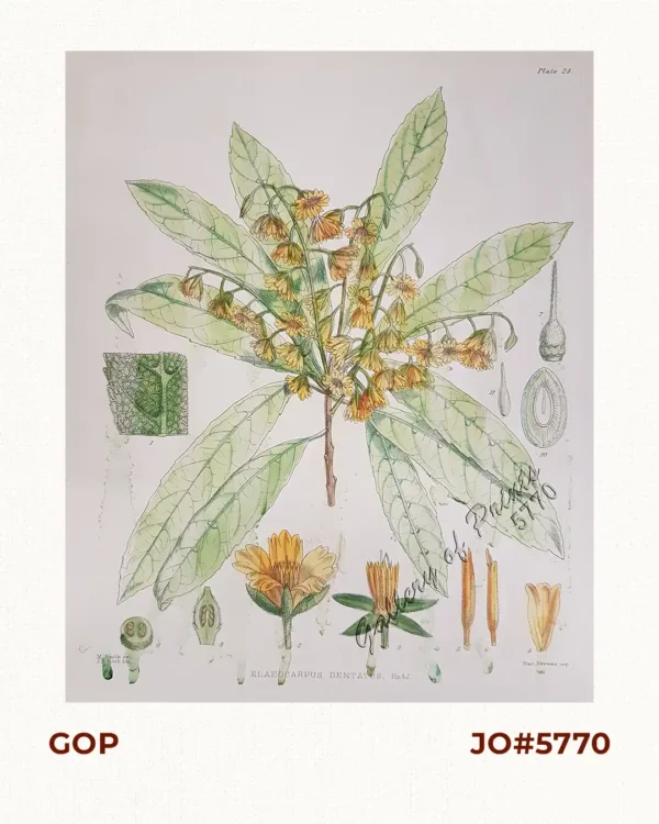 Elaeocarpus Dentatus, Vahl.