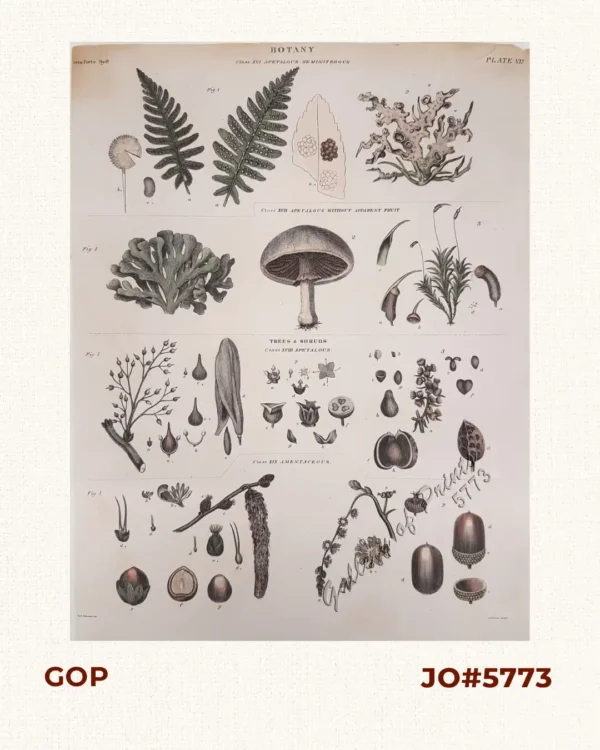 Class XVI Apetalous Seminiferous, Class XVII Apetalous without Apparent Fruit, Trees and Shrubs, Class XVIII Apetalous Class XIX Amentaceous