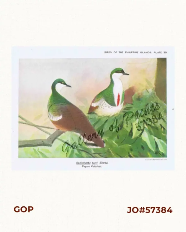 Gallicolumba keayi [Negros Puñalada]