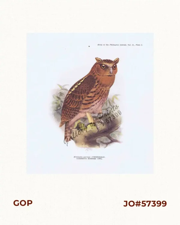 Mimizuku gurneyi [Gurney's Horned Owl]