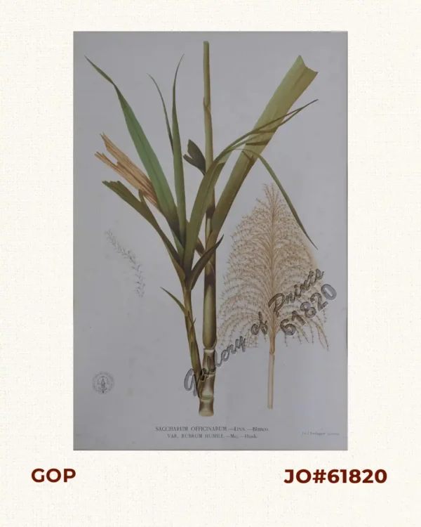 Saccharum Officinarum. - Linn. - Blanco. var. Rubrum Humile. - Miq. - Hassk. [Local Name: Sugarcane]