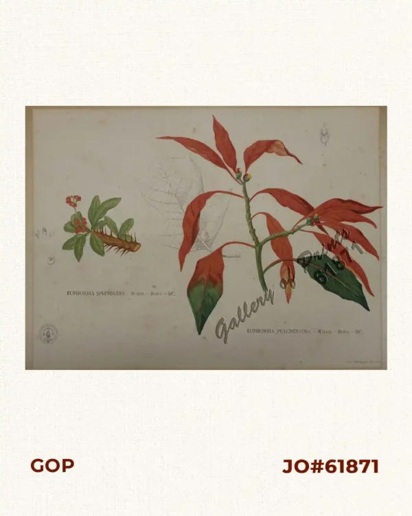 1) Euphorbia Splendlens. Bojer. - Boiss. - DC. [Local Name: Koronang Tinik / Christ's Thorn] 2) Euphorbia Pulcherrima. Willd - Boiss - DC. [Local Name: Poinsettia]