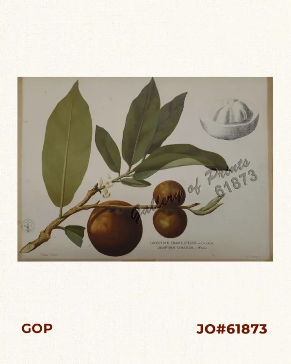 Diospyros Embryopteris. - Blanco. Diospyros Discolor. - Willd. [Common Name: The Gaub Tree / Malabar Ebony] [Local Name: Mabolo]