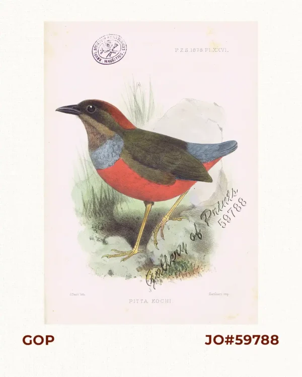 Pitta Kochi [The Whiskered Pitta]