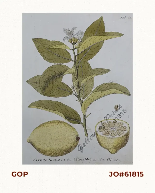 Citrus Limonia off. Citrus Medica. Bot. Citrone [Mandarin Lime]