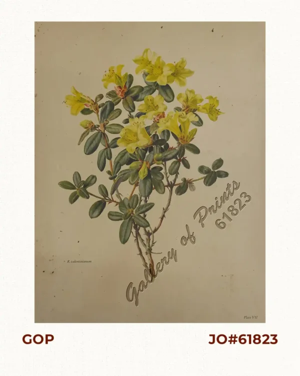 R. valentinianum [Rhododendron valentinianum, bright yellow flowers]