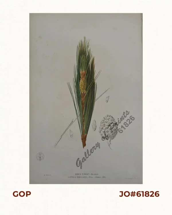 Pinus Taeda?- Blanco. Pinus Insularis: Endl.- Llanos - DC. [Local Name: Baguio Pine]