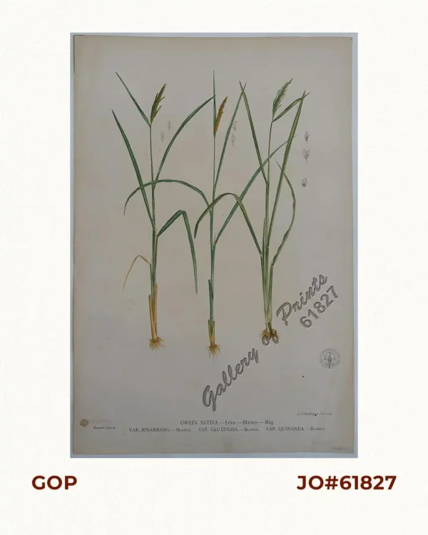 Oryza Sativa. - Linn. - Blanco. - Miq. var. Binambang. - Blanco.  var. Glutinosa - Blanco. var. Quinanda. - Blanco [Local Name: Rice]