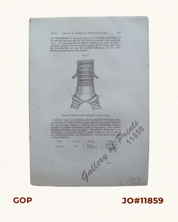 Contributions to the Ornithology of the Philippines. - No. XI. On the Collection made by Mr. A. H. Everett at Zamboanga, in the island of Mindanao. By Arthur, Marquis of Tweeddale, F.R.S., President of the Society.