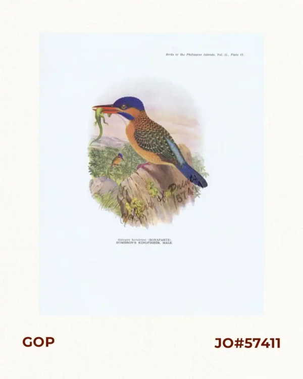 Halcyon hombroni [Hombron's Kingfisher, male]