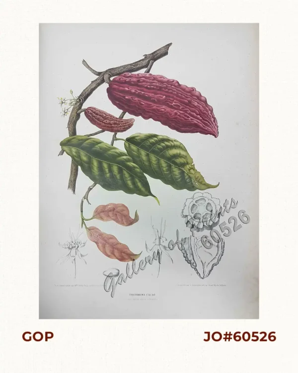 Theobroma Cacao. L.   [English: Cacao]