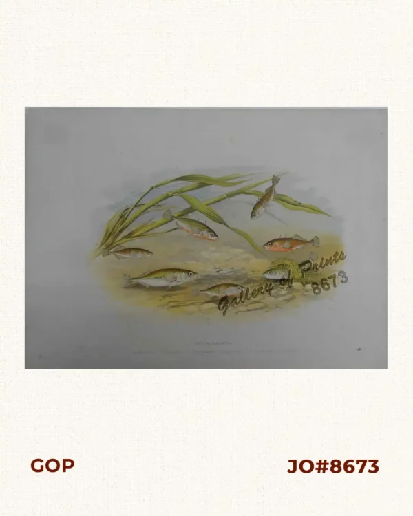 Sticklebacks 1. Rough - tailed 2. Half - armed 3. Smooth - tailed 4. Short - spined 5. Four - spined 6. Ten - spined