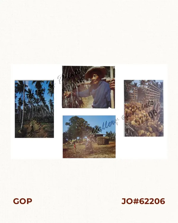 Philippinen - Exotische Inselwelt La vie exotique des îles Philippines La vita exotica dell'isola Filipina [Philippines - Exotic Island World] 1) [Coconut Trees] 2) [An Old Farmer] 3) [Children Playing with Carabao] 4) [Harvesting Coconut]