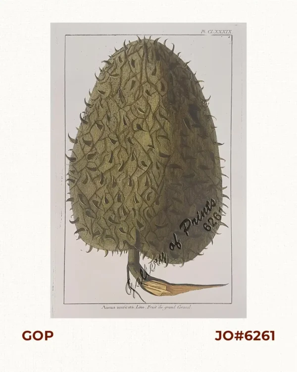 Anona muricata, Linn / Fruit du grand Corosal [Guayabano]