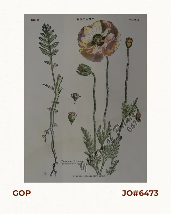 Papaver Rhoeas. (Common Red Poppy.)