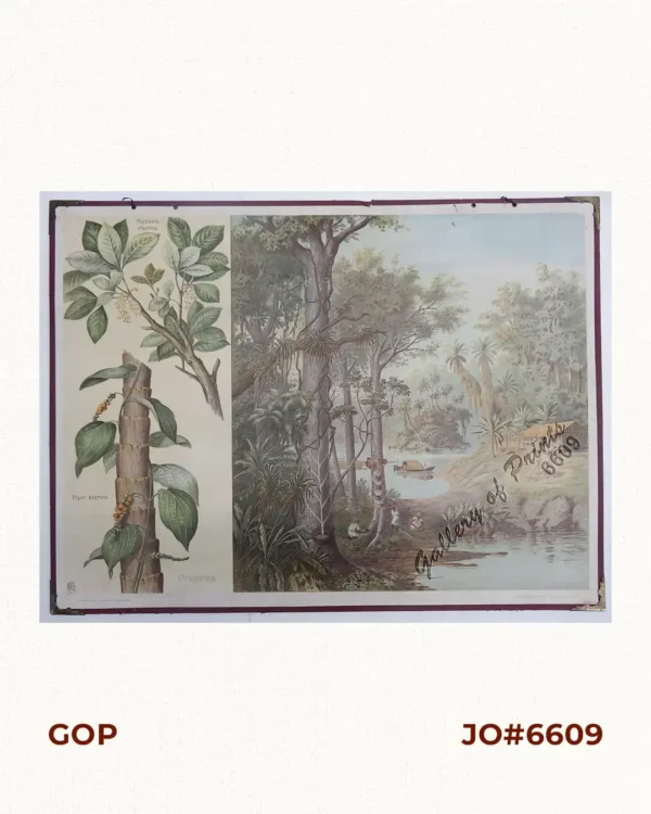 1. Pfeffer [Pepper] 2. Gummi [Rubber]