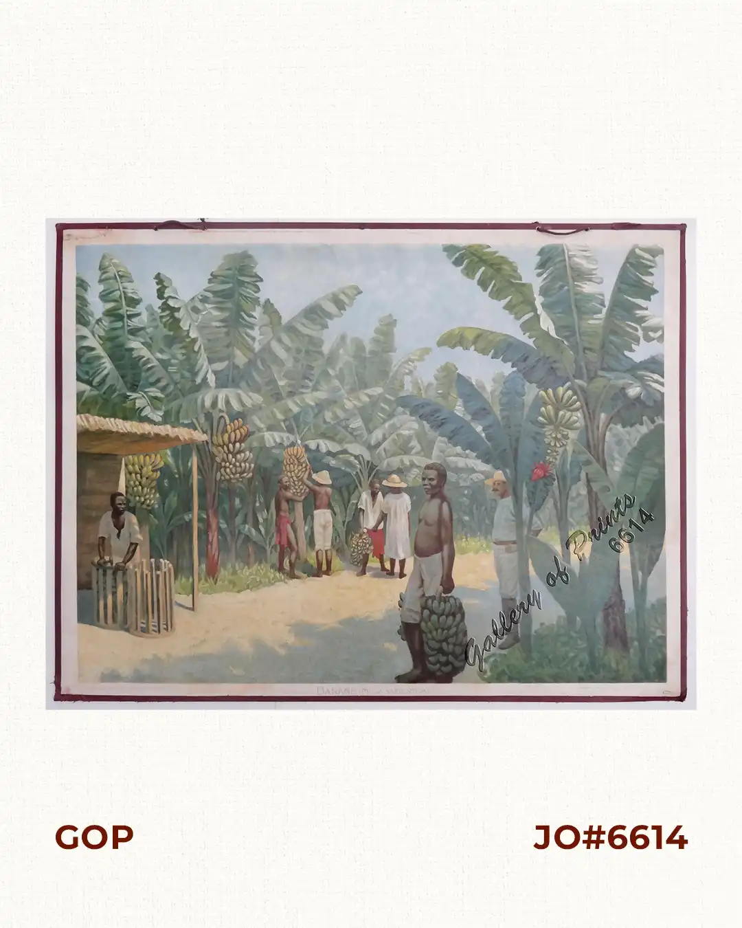 Banane (Musa Sapientum)