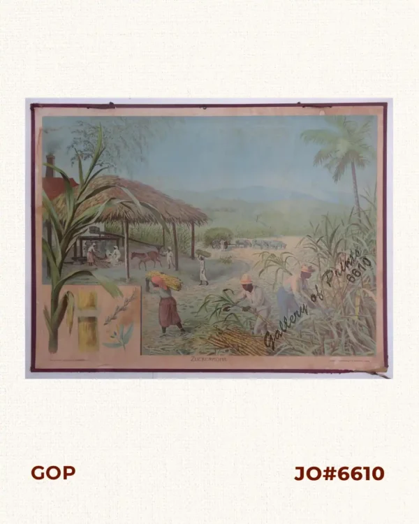Zuckerrohr [Sugarcane]