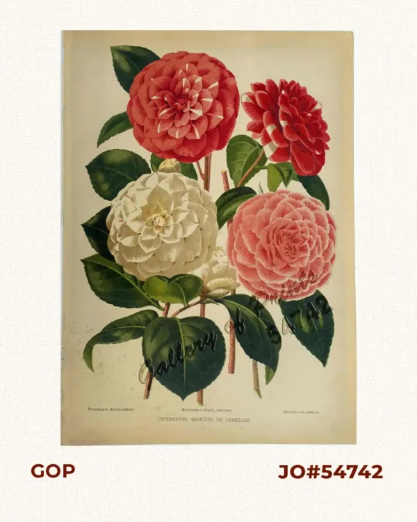 Diferentes Especies de Camelias
