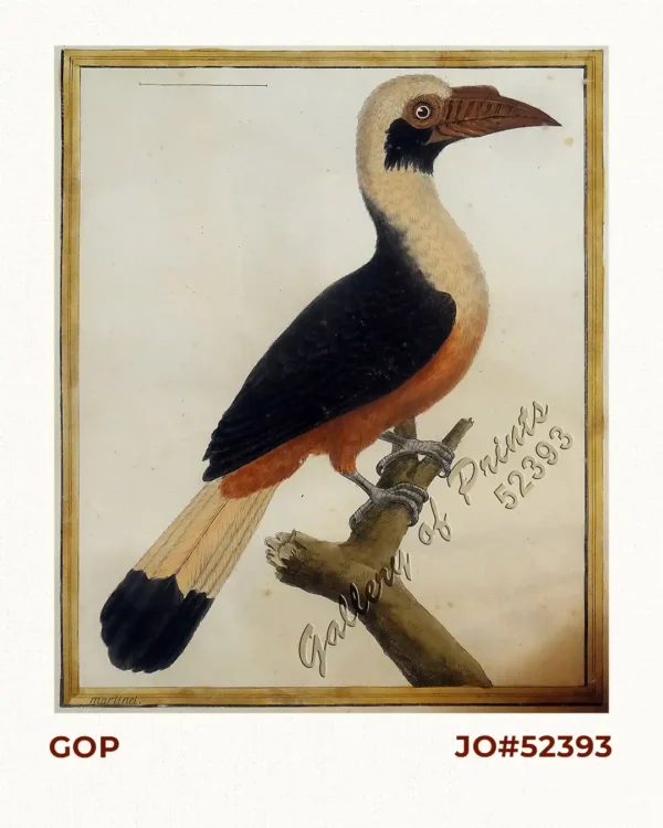 Femelle du Calao, de I'Isle Panay [Visayan Tarictic Hornbill (Female)]