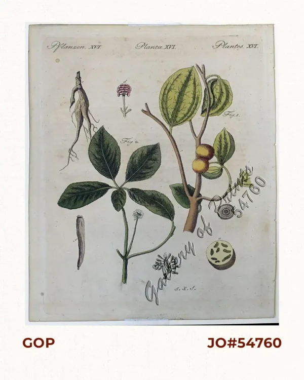 Pflanzen XVI 1) Strychnos nux vomica [Poison Nut] 2) Strychnos colubrina [The Ginseng]