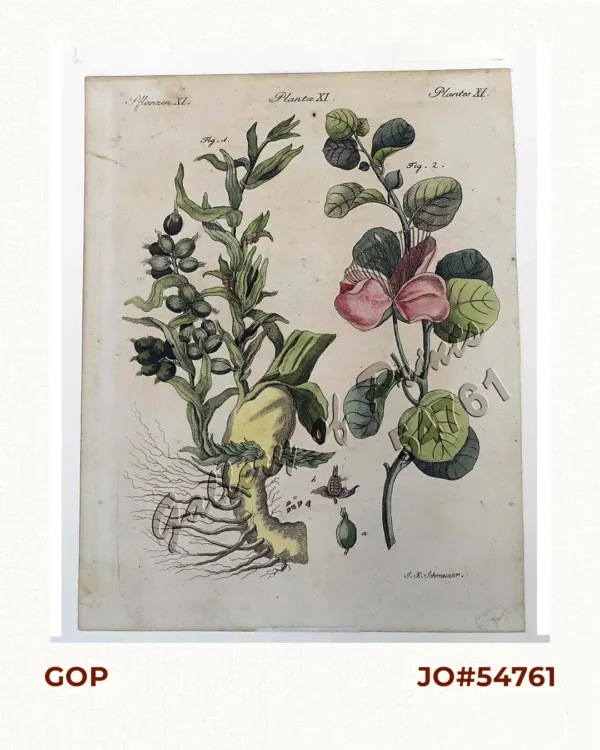 Pflanzen XI 1) Amomum cardamomum [Cardamon or Cardamum] 2) Capparis spinosa [Caper]