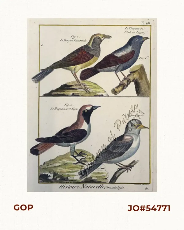 1) Le Traquet de l'Isle de Luçon.     [The Wheatear of Island of Luzon] 2) Le Traquet Leucomele.     [The Leucomele Wheatear] 3) Le Traquet noir et blanc.     [Black and White Wheatear] 4) Le Traquet gris.     [The Gray Wheatear]