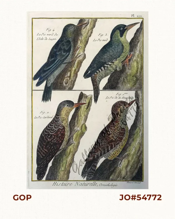 1) Le Pic de la Encenada. [The Woodpecker of Encenada]; 2) Le Pic Cardinal. [The Cardinal Woodpecker]; 3) Le Pic verd. [The Green Woodpecker]; 4) Le Pic verd de l'Isle de Luçon. [The Green Woodpecker in the Island of Luzon]