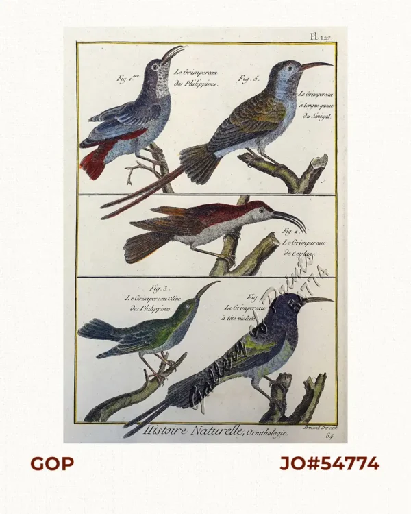 1) Le Grimpereau des Philippines.     [The Philippine Creeper] 2) Le Grimpereau de Ceylan.     [The Ceylon Creeper] 3) Le Grimpereau olive des Philippines.     [The Olive Creeper of the Philippines]     a) [Anthreptes Malacensis]         [Plain-throated sunbird] [Pipit]     b) [Nectarinia Jugularis]         [Olive-Backed sunbird] [Pipit-puso] 4) Le Grimpereau á tète víolette.     [The Climbing Creeper] 5) Le Grimpereau á longue queue du Sénégal.     [The long-tailed creeper of Senegal]