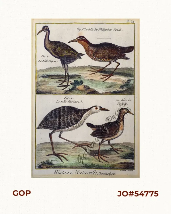 1) Le Râle des Philippines, Variété.     [The Philippine Rail Bird, Variety] 2) Le Râle Clapier.     [The Clapper Rail Bird] 3) Le Râle de Virginie.     [The Virginia Rail Bird] 4) Le Râle Phenicure.     [The Phenicure Rail Bird]     [Rail] [Tikling]