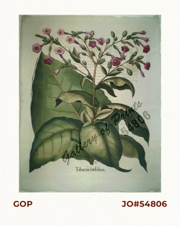 Tabacum Latifolium  ( Tobacco plant )