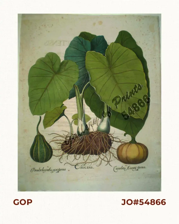 I. Colocasia [gabi],  II. Pseudocolocynthis pyri forma III. Cucurbita Arantij forma. [squash]