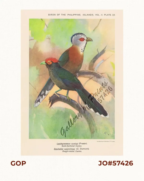 1) Lepidogrammus cumingi [Scale-feathered Cuckoo]. 2) Dasylophus superciliosus [Rough-crested Cuckoo].