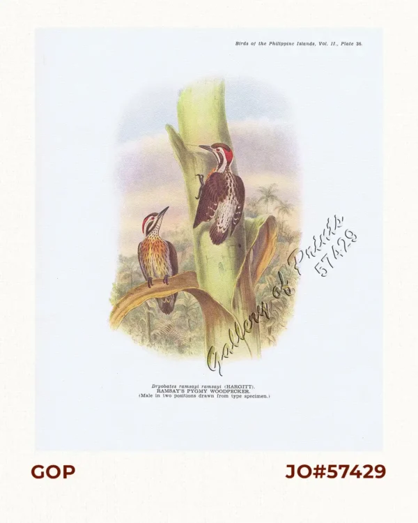 Dryobates ramsayi ramsayi [Ramsay's Pygmy Woodpecker] (Male in two positions drawn from type specimen)