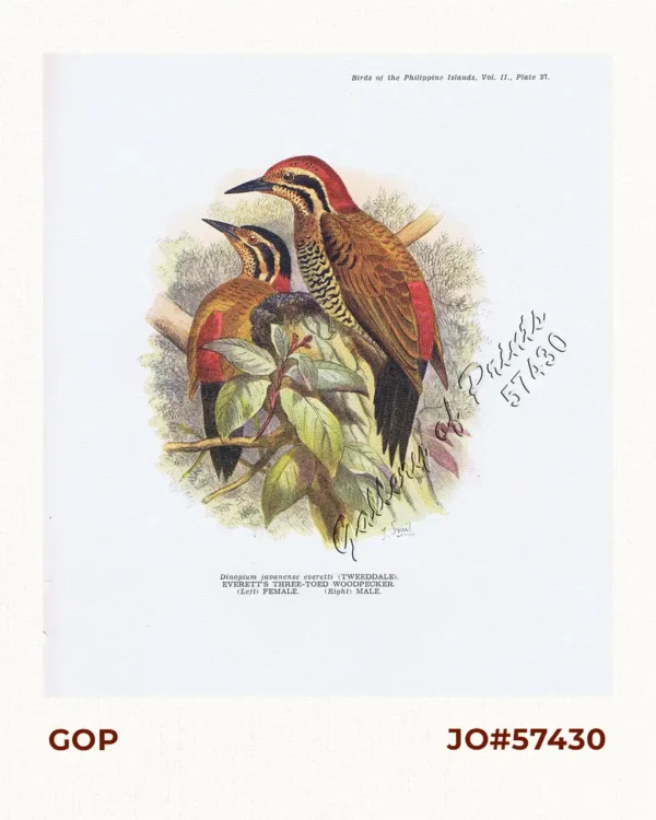 Dinopium javanense everetti [Everett's Three-toed Woodpecker] (left) female (right) male