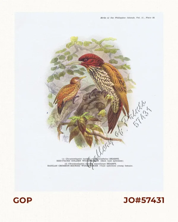 1) Chrysocolaptes lucidus erythrocephalus [Red-faced Golden Woodpecker (male type specimen)].  2) Chrysocolaptes lucidus maculiceps [Basilan Crimson-backed Woodpecker (type specimen young female)]