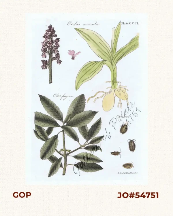 1) Orchis mascula. 2) Olea fragrans. 3) Onisci.