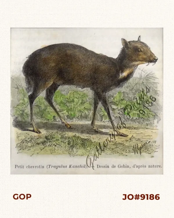 Petit chevrotin (Tragulus Kanchil).