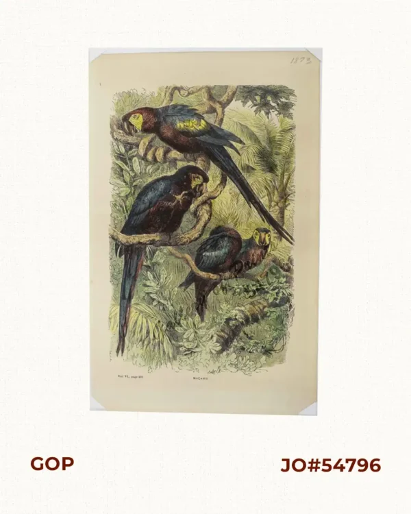 Macaws [Long-tail Parrots]