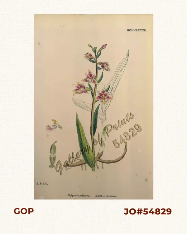 Epipactis palustris. Marsh Helleborine.