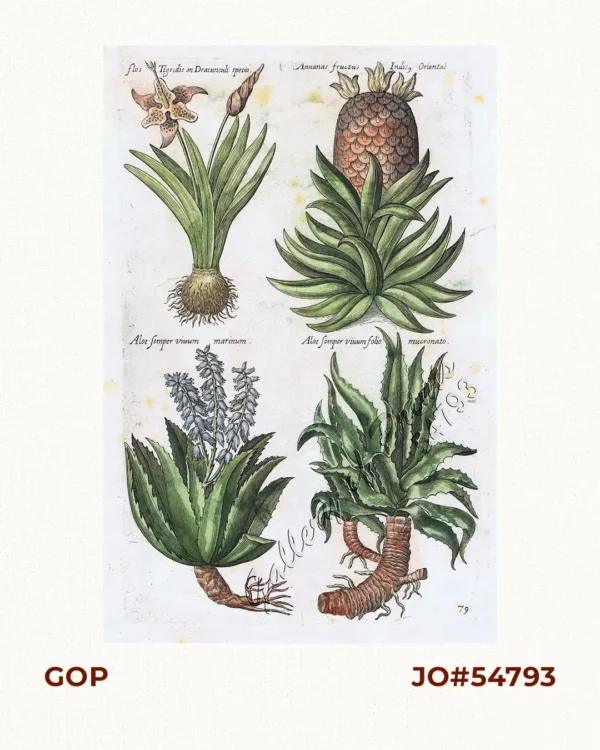 Flos Tigridis an Dracunculi species. [Tiger Flowers / Shell Flower] Annanas Fructus  - Indie, Oriental [Red Pineapple - India] Aloe Semper viuum marinum. [Flowering Aloe Vera] Aloe Semper viuum folio mucronato. [Aloe Vera Leaves]