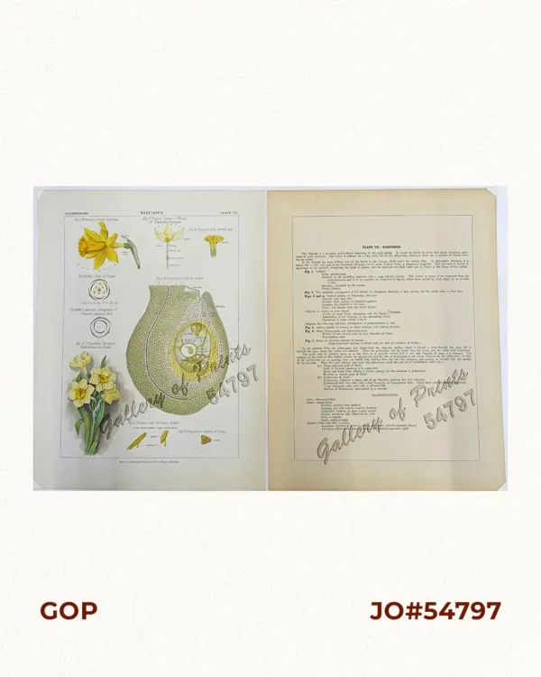 Narcissus Fig. 1  Narcissus pseudo-narcissus [Daffodil / Lent Lily]            Diagram I  Plan of Flower            Diagram II Imbricate Arrangement of Perianth leaves in Bud Fig. 2  Polyanthus Narcissus Inflorescence-an Umbel [Bunch of Lent Lilies with Short Flower Stalks] Fig. 3  Vertical section of Flower of Polyanthus Narcissus Fig. 4  Perianth tube spread out Fig. 5  Stamen with versatile Anther            a. lower Stamen unopened            b. upper Stamen opened Fig. 6  Transverse section of Ovary Fig. 7  Anatropous Ovule in section