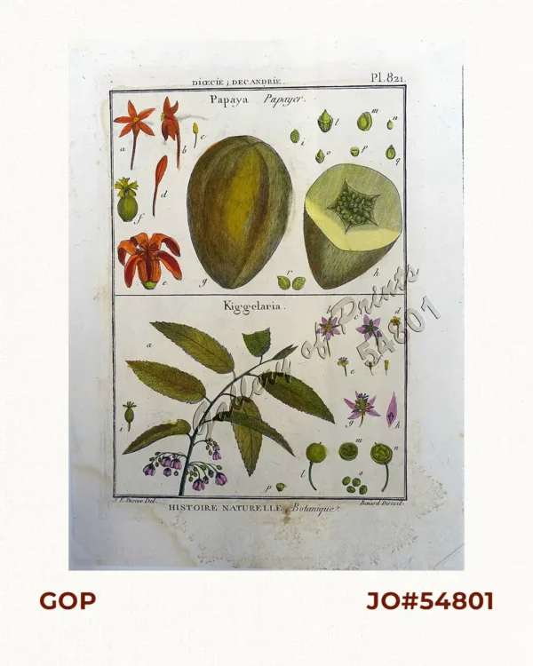 Dícecíe; Decandríe 1) Papaya - Papayer  2) Kiggelaria [Wild Flower]