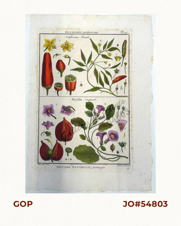 Pentandrie, Monogynie 1) Capsicum - Piment  2) Physalis - Coqueret