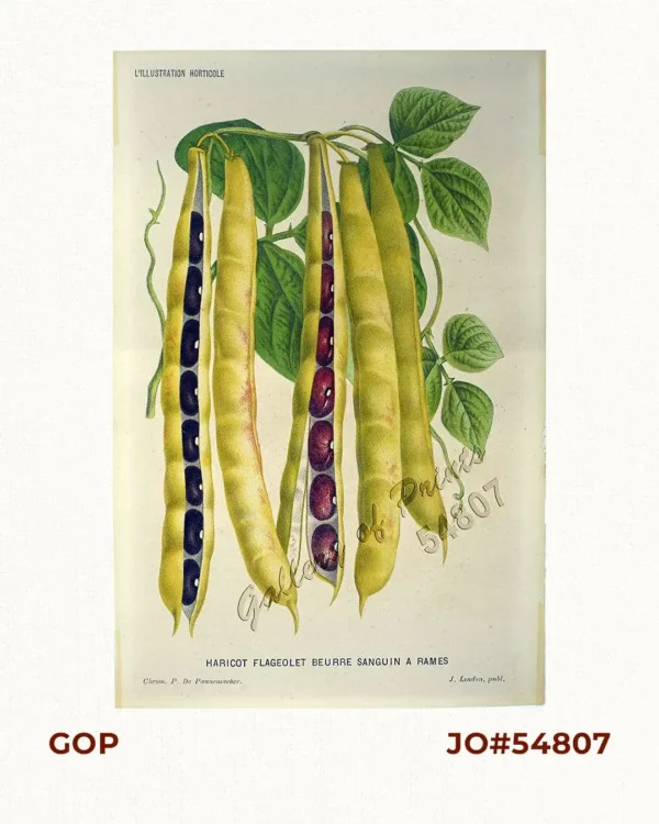 Haricot Flageolet Beurre Sanguin a Rames [Peas / Small Bean]