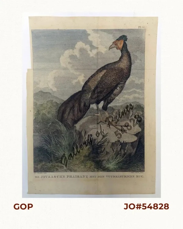 De Javaasche Phaisant met den Vuurkleurigen Rug. [Javanese Pheasant]